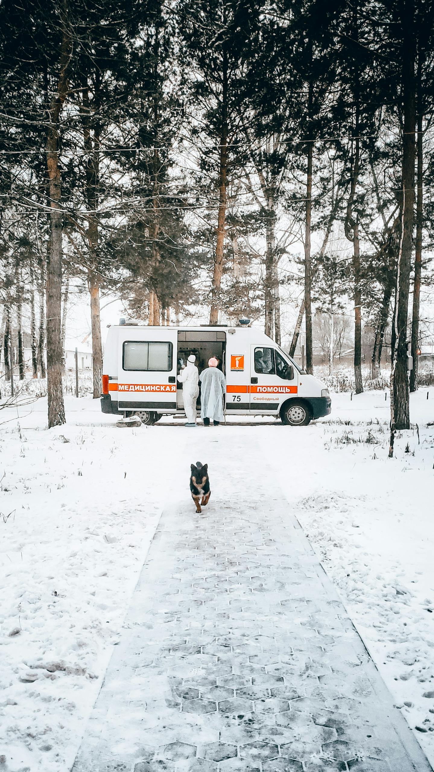 Dog on a Walkway Near a Parked Ambulance